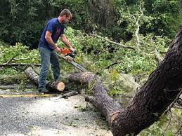 Professional  Tree Services in Ingleside, TX